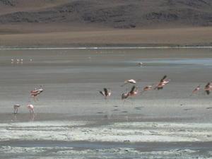 Flamingos III - this time they can fly!
