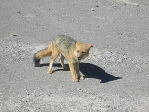 Andean fox