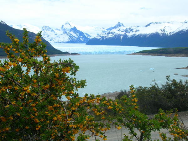 El Calafate bush & Perito Moreno Glacier