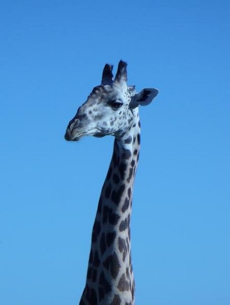 Are you having a giraffe?