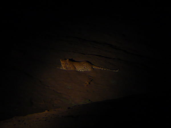 We also spotted a Leopard