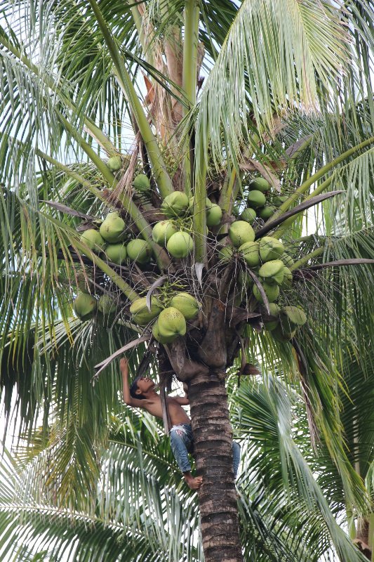 Boy climbing coconut tree