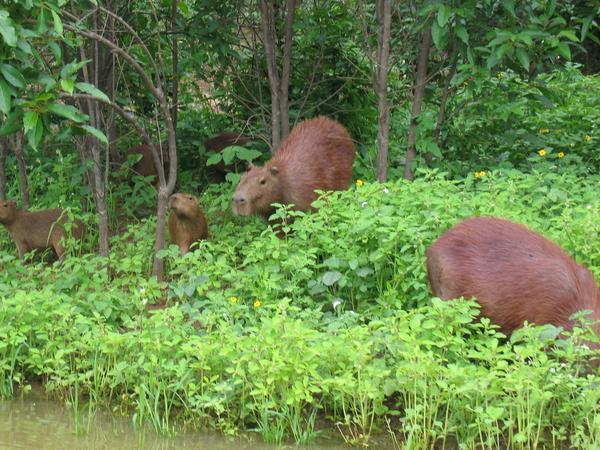 Capybarra