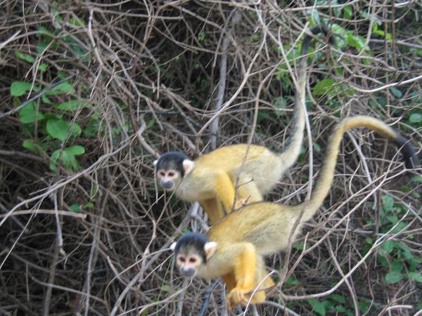 Yellow Monkeys