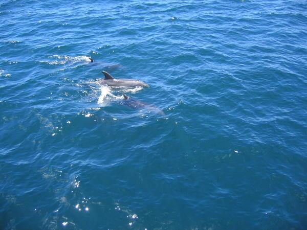 Dolphins at the Bay of Islands