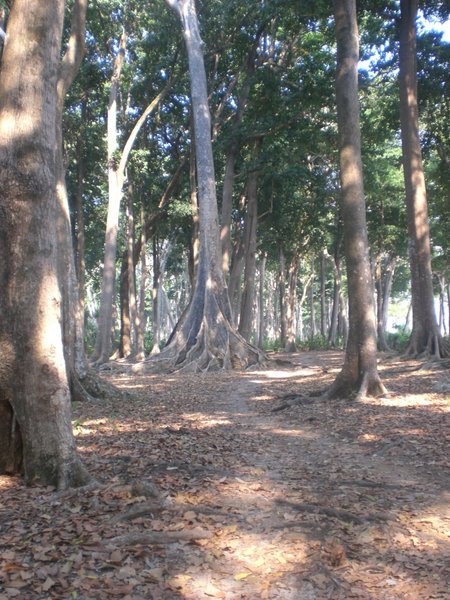 trees outside the 'forest reserve'