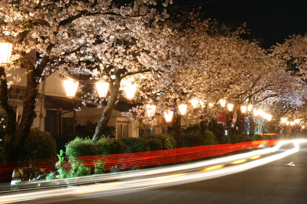 Sakura at Night