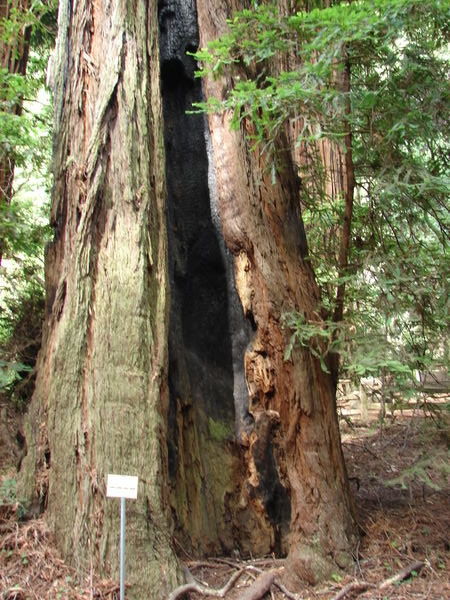 Redwood burn mark