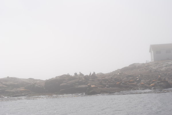 Sea lions and lots of fog