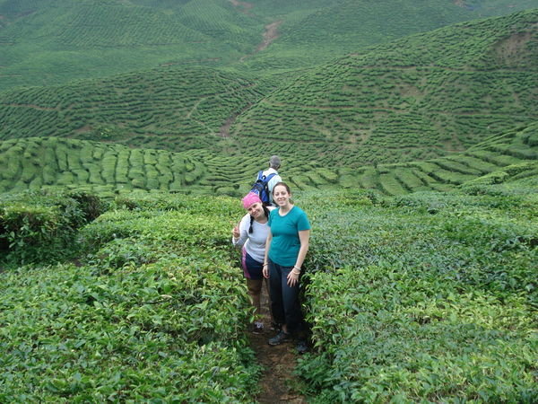 The Tea Plantations