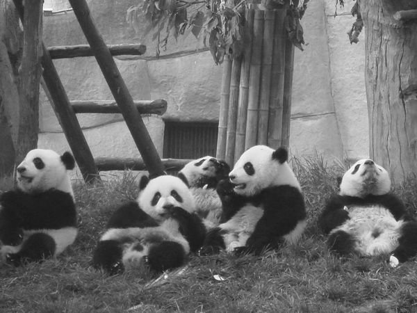 Feeding time at Panda Kindergarten