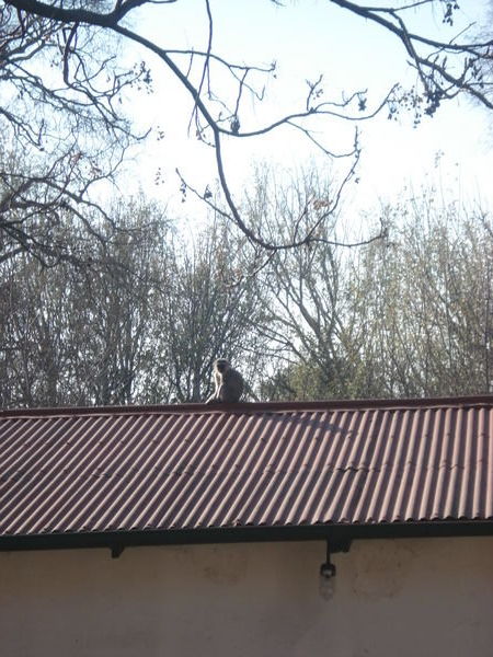 Monkey on our roof