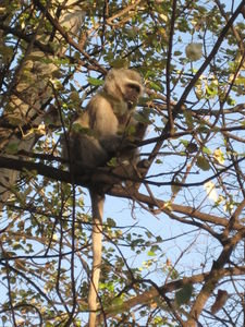 Monkey in the tree