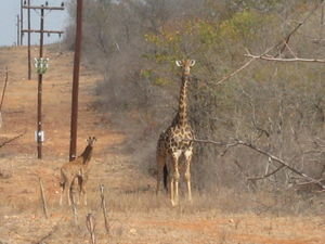 Giraffe spotting