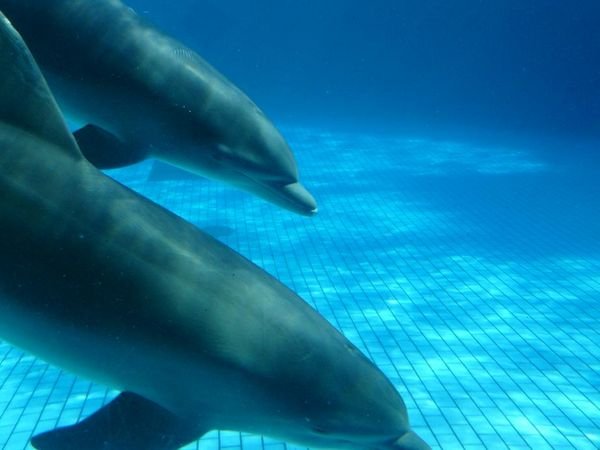 The best friends - dolphins