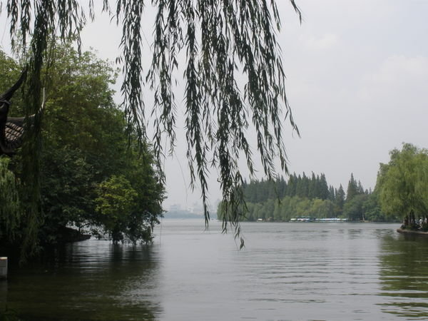 Weeping Willows at the West Lake