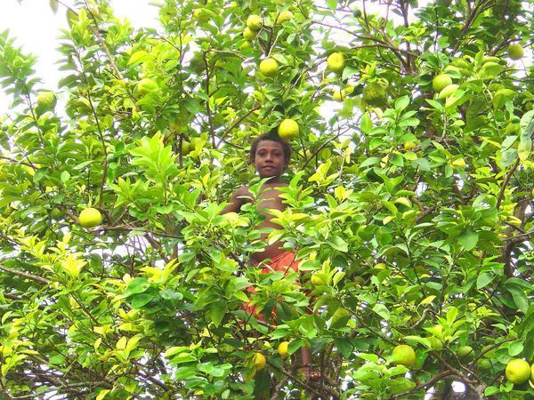 Boy in fruit tree