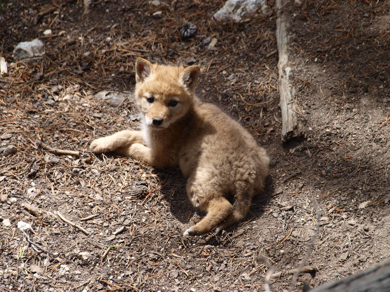 Coyote cub
