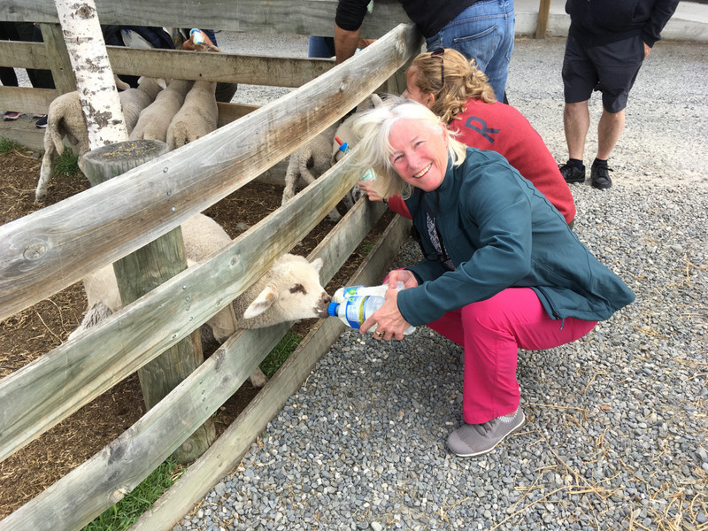 Sandy feeding lambs