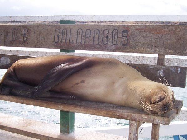 Galapagos welcome