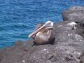 Pelican resting