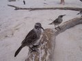Galapagos Mocking birds