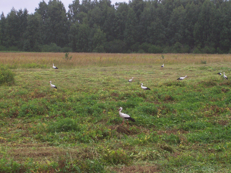 Estonian storks