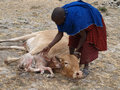 Masai midwife
