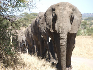 Elephant parade