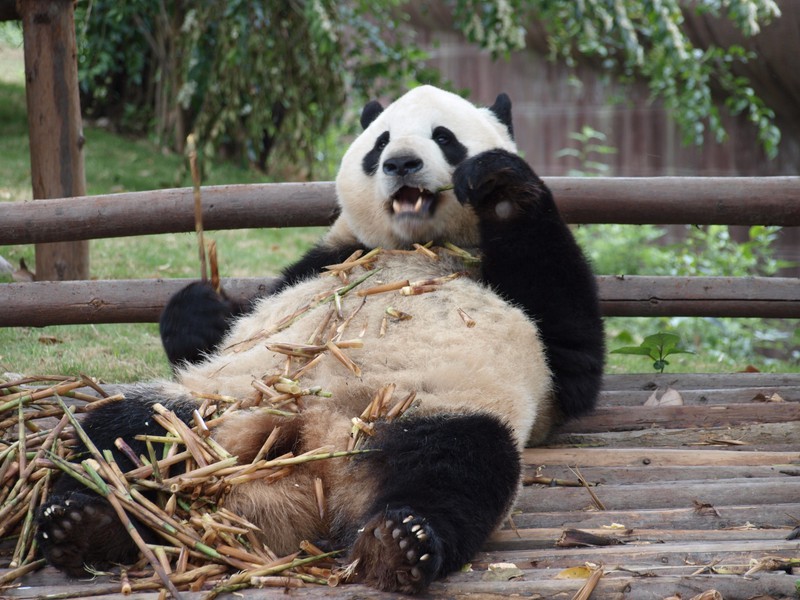 Giant Panda