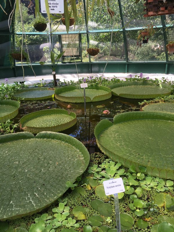 Giant water lillies
