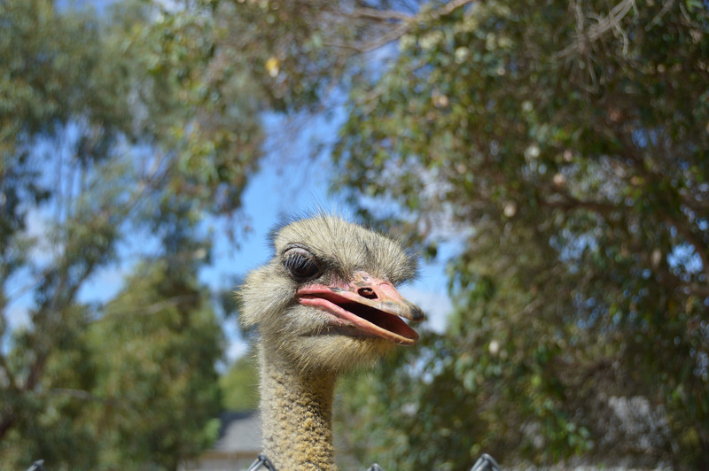 Eye to Eye with an Ostrich