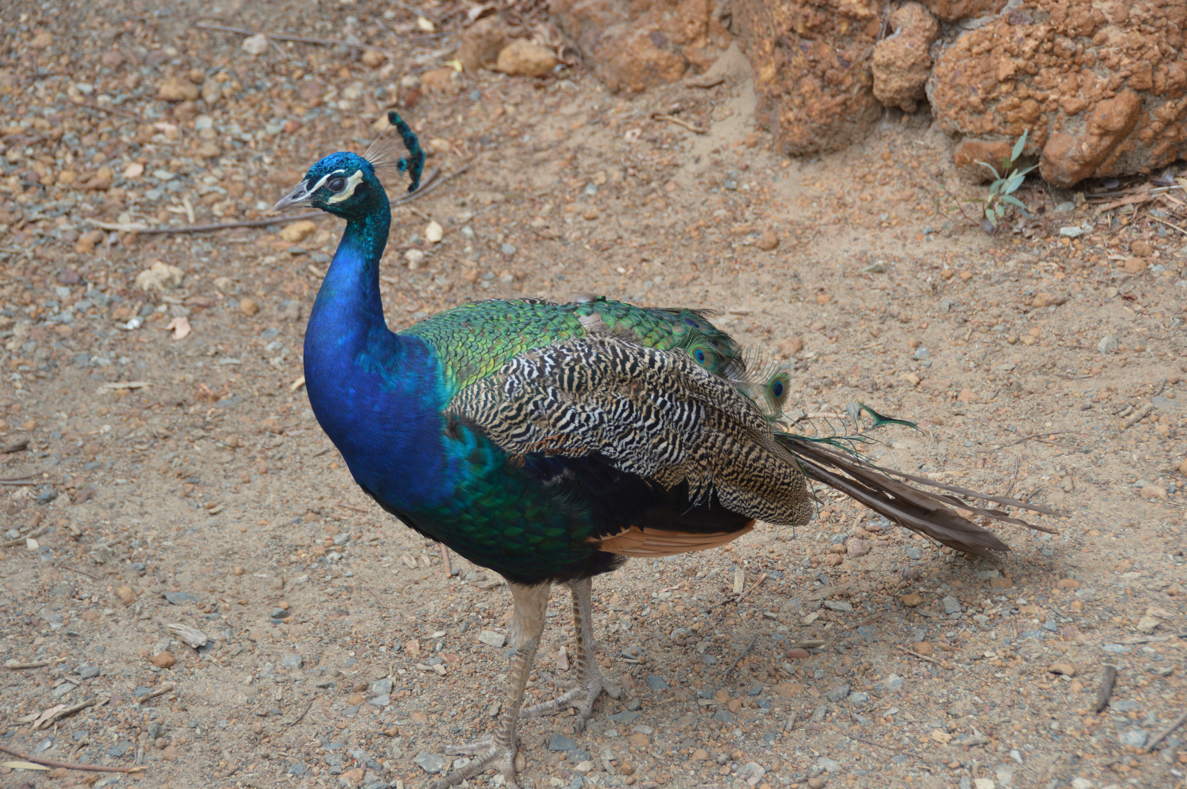 What Meaning Of Proud As A Peacock