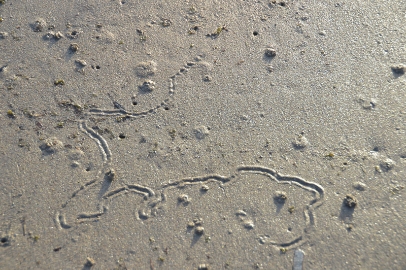 Trails in the Sand
