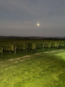 Moon over the vineyard