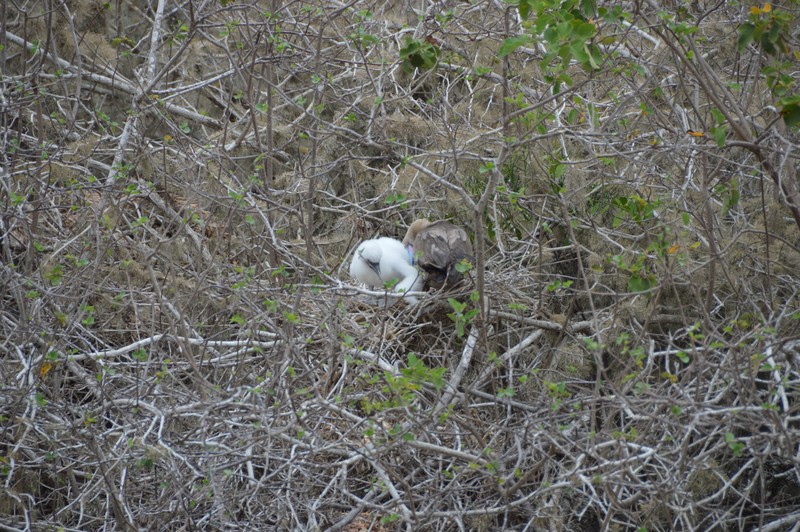 A Mother and Baby Booby