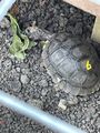 Baby Tortoise Enjoying Lunch