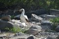 Nazca Booby and Chick