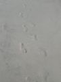 White Sand and Footprints