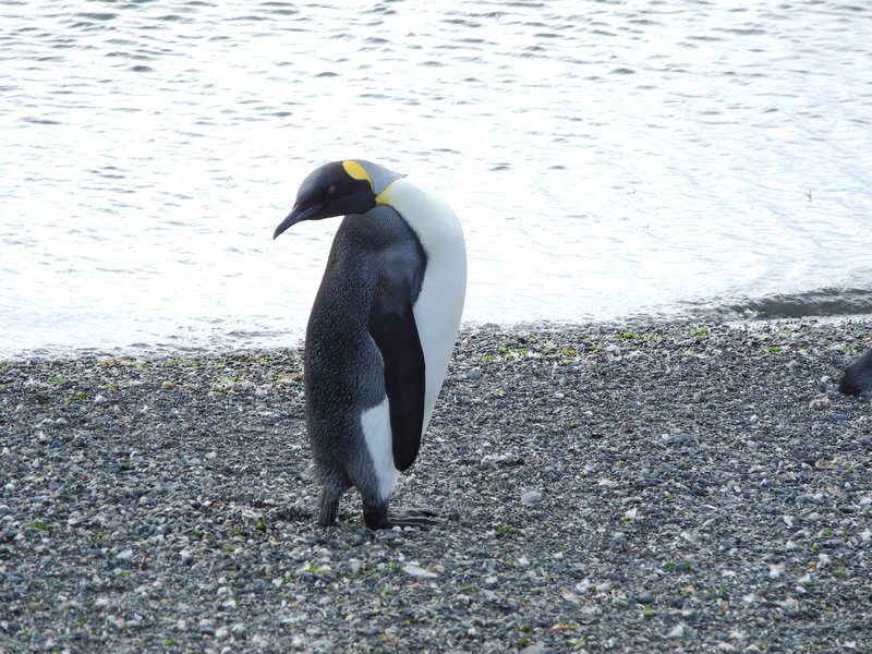 King Penguin 2