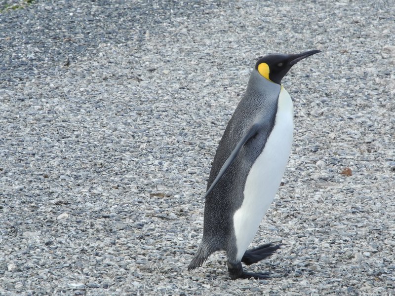 King Penguin 3