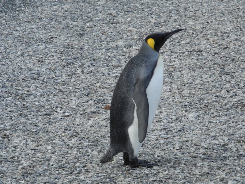 King Penguin 4