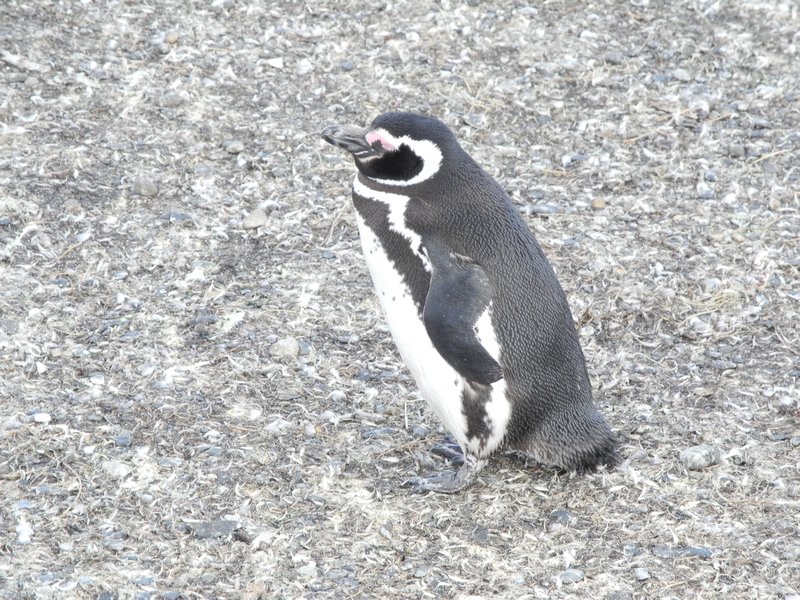 Magellanic Penguin 2