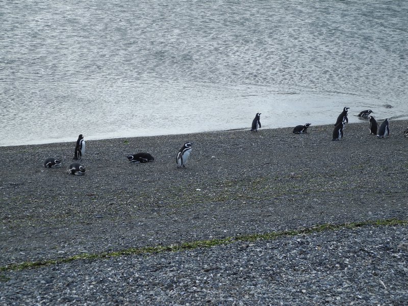 Magellanic Penguins on Shore