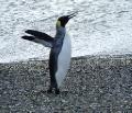 King Penguin 1