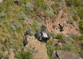 4 Condors on the Rock