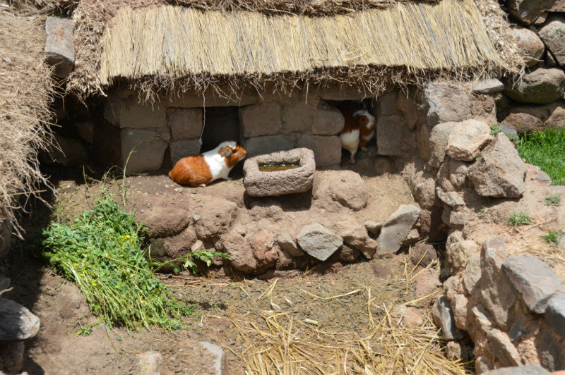 Guinea pig habitat