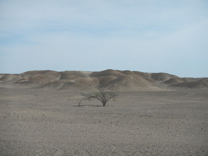 Lone tree in the desert