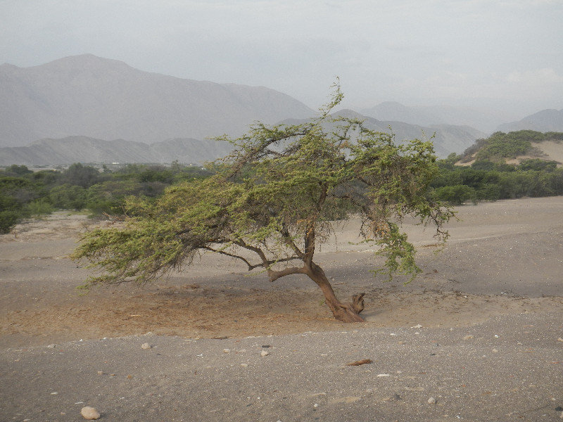 Another desert tree