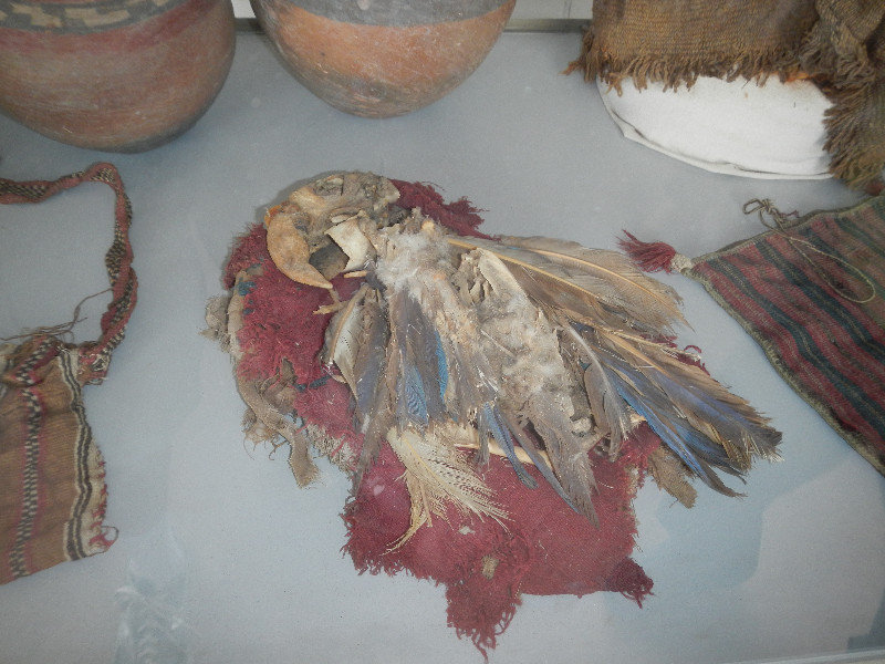 Mummy of a parrot